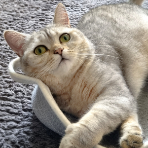 Вы ей слово — она вам «мяу»: почему кошка отвечает, когда вы с ней разговариваете